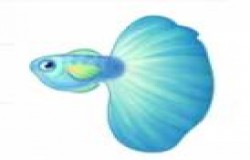 摩尔庄园孔雀鱼在哪里钓 摩尔庄园孔雀鱼钓鱼点 摩尔庄园孔雀鱼在哪里钓 摩尔庄园孔雀鱼钓鱼点