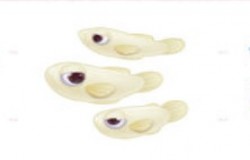 摩尔庄园银鱼在哪里钓 摩尔庄园银鱼钓鱼点 摩尔庄园银鱼在哪里钓 摩尔庄园银鱼钓鱼点